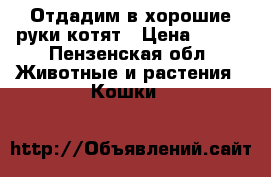 Отдадим в хорошие руки котят › Цена ­ 100 - Пензенская обл. Животные и растения » Кошки   